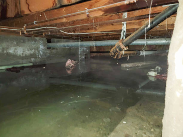 Best Carpet water damage restoration  in Thunder Mountain, NM